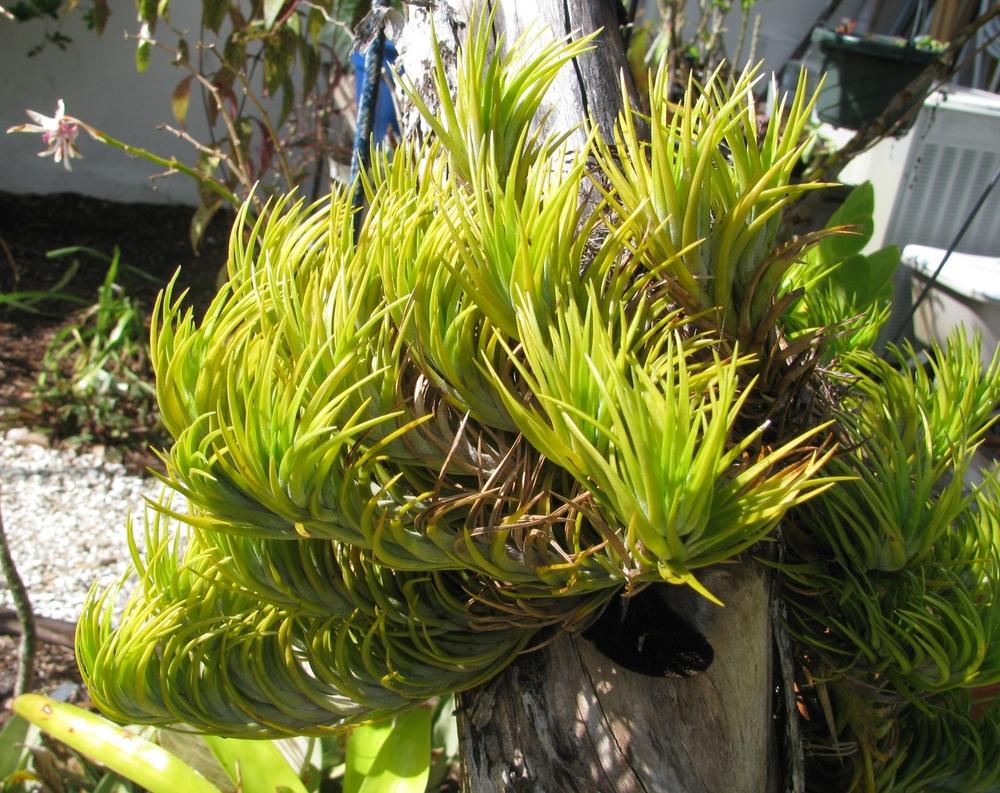 Photo of Air Plant (Tillandsia araujei) uploaded by Dutchlady1
