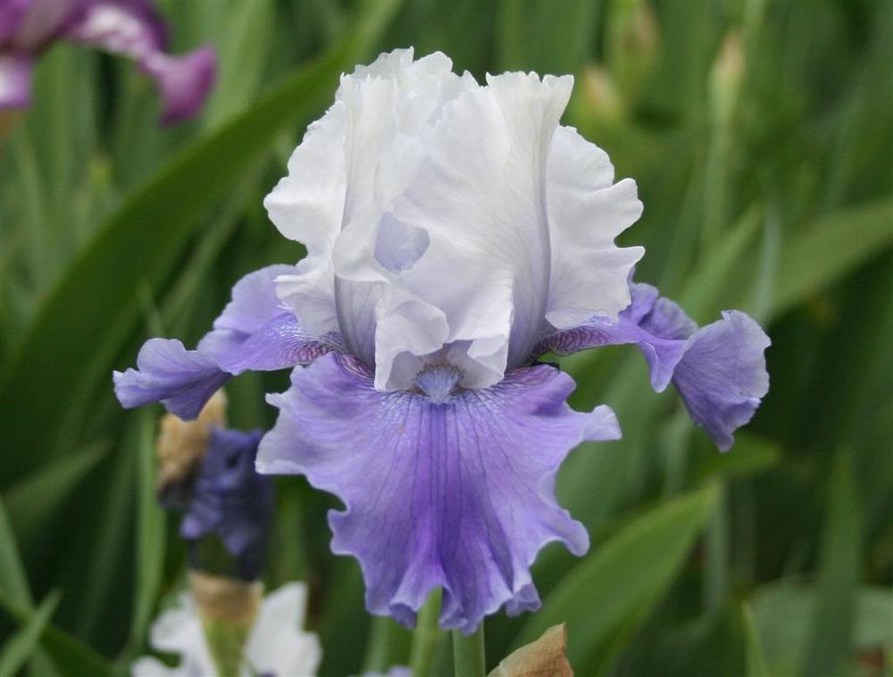 Photo of Tall Bearded Iris (Iris 'Mariposa Skies') uploaded by KentPfeiffer