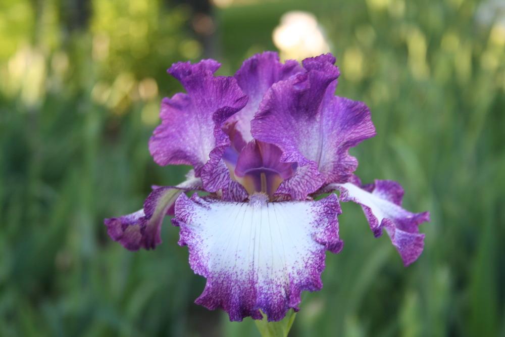 Photo of Tall Bearded Iris (Iris 'Mariposa Autumn') uploaded by KentPfeiffer
