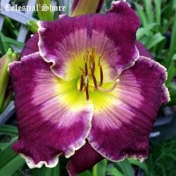 Location: Fort Worth TX
Date: 2010-05-23
Daylily \"Celestial Shore\"