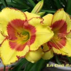 Location: Fort Worth TX
Date: 2010-05-11
Daylily \"Red Cloud Mesa\"
