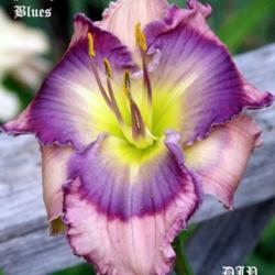 Location: Fort Worth TX
Date: 2010-06-01
Daylily \"Funky Blues\"
