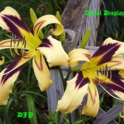 Location: Fort Worth TX
Date: 2009-01-11
Daylily \"Aerial Display\"