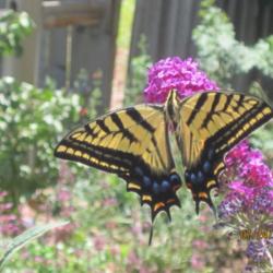 Location: Denver Metro, CO
Date: 2011-07-24
Tiger Swallowtail checking out the Butterfly Bush