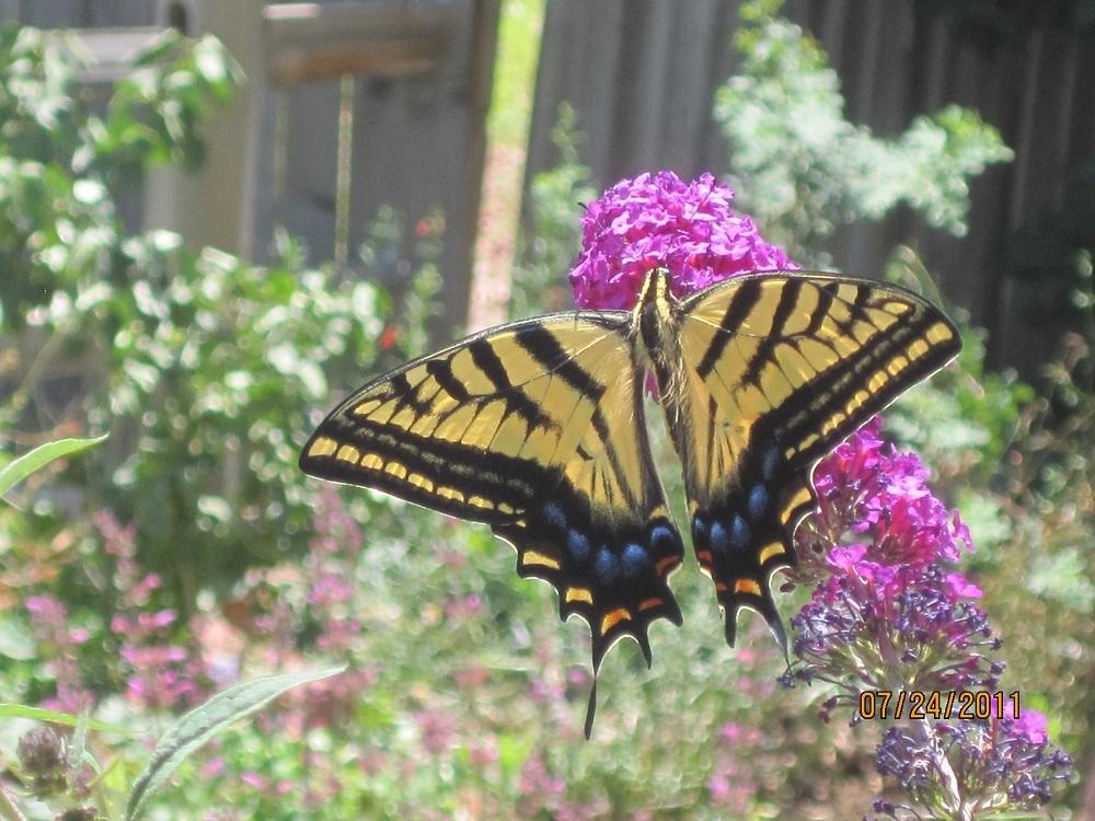 Photo of Butterfly Bush (Buddleja davidii 'Royal Red') uploaded by Skiekitty