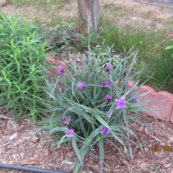 Location: Denver Metro CO
Date: 2011-06-09
My 2 year old spiderwort