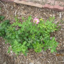 Location: Denver Metro, CO
Date: 2011-06-12
My Escapade, bareroot from Roses Unlimited, planted 2009