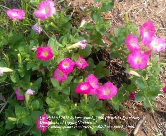 Photo of Multiflora Spreading/Trailing Petunia (Petunia Easy Wave® Rosy Dawn) uploaded by huneybunch_2000