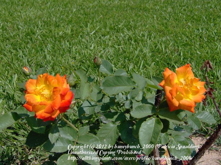 Photo of Rose (Rosa 'Pinata') uploaded by huneybunch_2000