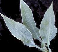 Photo of Hosta 'Salute' uploaded by vic
