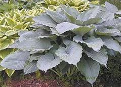 Photo of Hosta 'Queen of the Seas' uploaded by vic