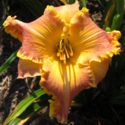 
Date: 2010-07-11
Photo courtesy of Thoroughbred Daylilies  Used with Permission