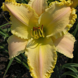 
Date: 2001-12-31
Photo courtesy of Thoroughbred Daylilies  Used with Permission