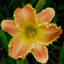 
Date: 2007-07-13
Photo courtesy of Thoroughbred Daylilies  Used with Permission