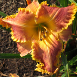 
Date: 2010-07-14
Photo courtesy of Thoroughbred Daylilies  Used with Permission