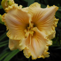
Date: 2009-12-07
Photo courtesy of Thoroughbred Daylilies  Used with Permission