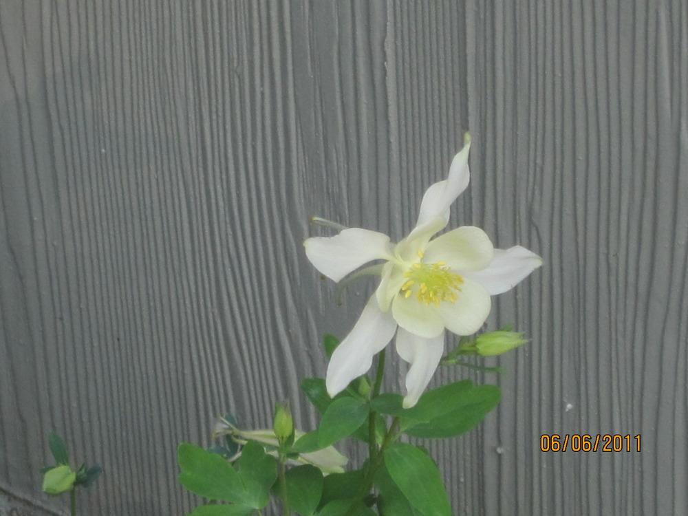 Photo of Columbine (Aquilegia coerulea Origami™ White) uploaded by Skiekitty