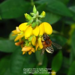 Location: rainforest area Paraty, Brazil
Date: 2010-03-03
With Megachile bee!