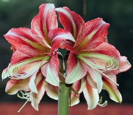 Photo of Hippeastrum 'Opal Star' uploaded by bsharf