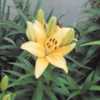 A short Border or pot lily,blooms early