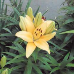 Location: Part Sun Zone 6a
Date: June 2011
A short Border or pot lily,blooms early