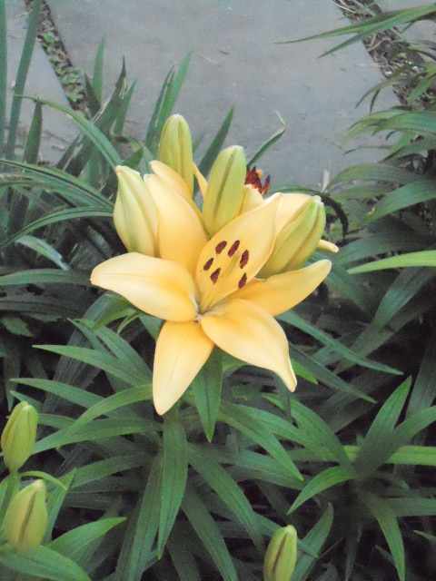 Photo of Lily (Lilium 'Buff Pixie') uploaded by ge1836