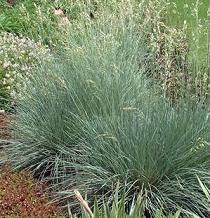Photo of Blue Oat Grass (Helictotrichon sempervirens) uploaded by vic