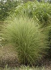 Photo of Maiden Grass (Miscanthus sinensis 'Morning Light') uploaded by vic