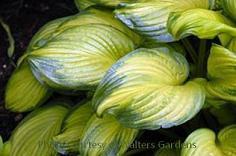 Photo of Hosta 'Stained Glass' uploaded by vic