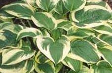 Photo of Hosta 'Wide Brim' uploaded by vic