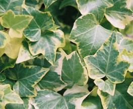 Photo of English Ivy (Hedera helix 'Gold Child') uploaded by vic