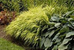 Photo of Japanese Forest Grass (Hakonechloa macra 'All Gold') uploaded by vic