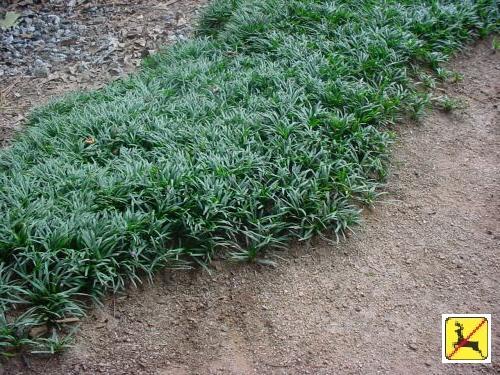 Photo of Dwarf Mondo Grass (Ophiopogon japonicus 'Nanus') uploaded by vic