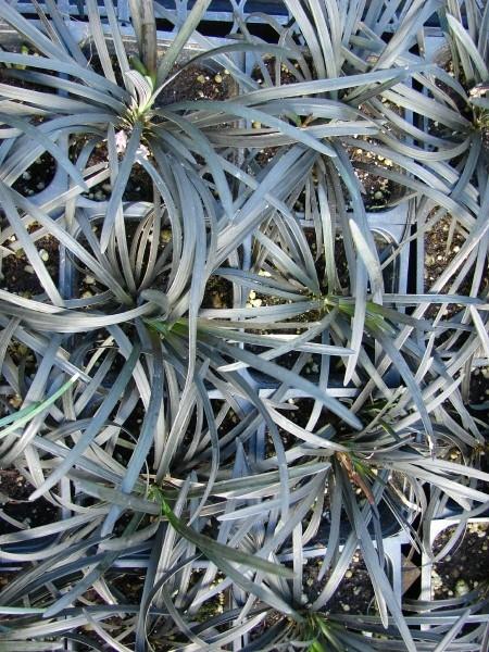 Photo of Black Mondo Grass (Ophiopogon planiscapus 'Kokuryu') uploaded by vic