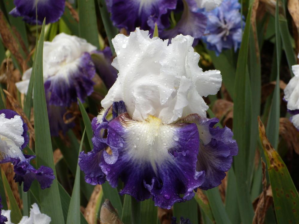 Photo of Tall Bearded Iris (Iris 'Alsea Falls') uploaded by Betja