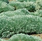 Photo of Silvermound Artemisia (Artemisia schmidtiana 'Silver Mound') uploaded by vic