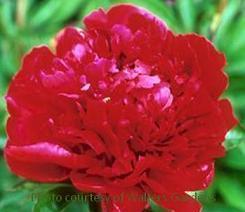 Photo of Peony (Paeonia lactiflora 'Karl Rosenfield') uploaded by vic