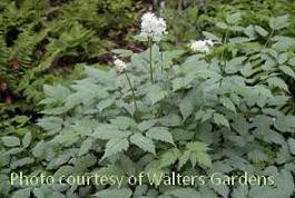 Photo of Baneberry (Actaea pachypoda Misty Blue) uploaded by vic