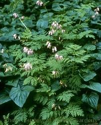 Photo of Pacific Bleeding Heart (Dicentra formosa) uploaded by vic