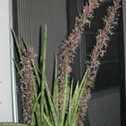 Location: Southwest Florida
Date: January 25, 2012
The blooms on this Sansevieria are intensely fragrant at night.