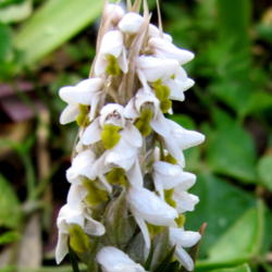 Location: Orlando, Central Florida, zone 9b
Date: 2012-01-15
Soldier Orchid (Zeuxine strateumatica)