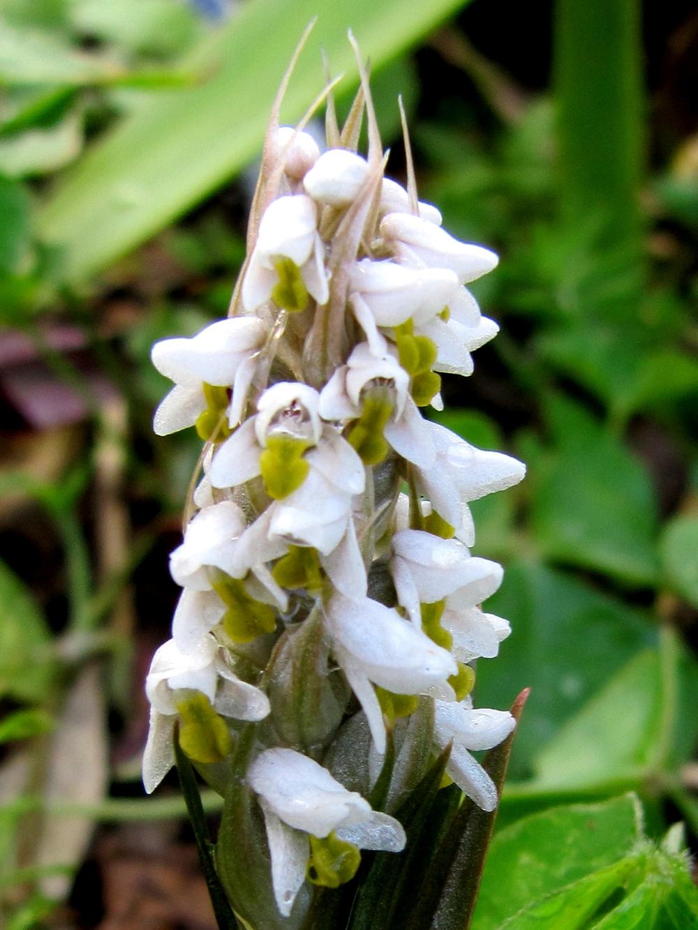 Photo of Soldier Orchid (Zeuxine strateumatica) uploaded by GoneTropical