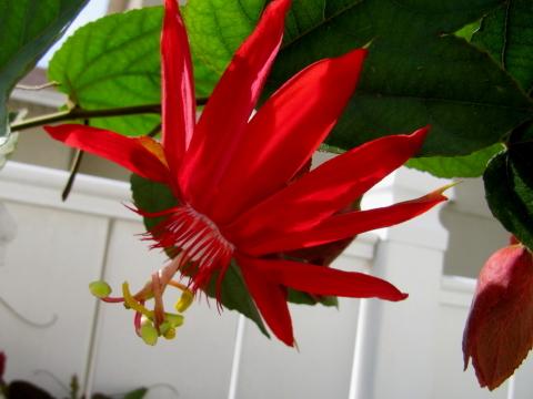Photo of Crimson Passion Flower (Passiflora vitifolia) uploaded by GoneTropical