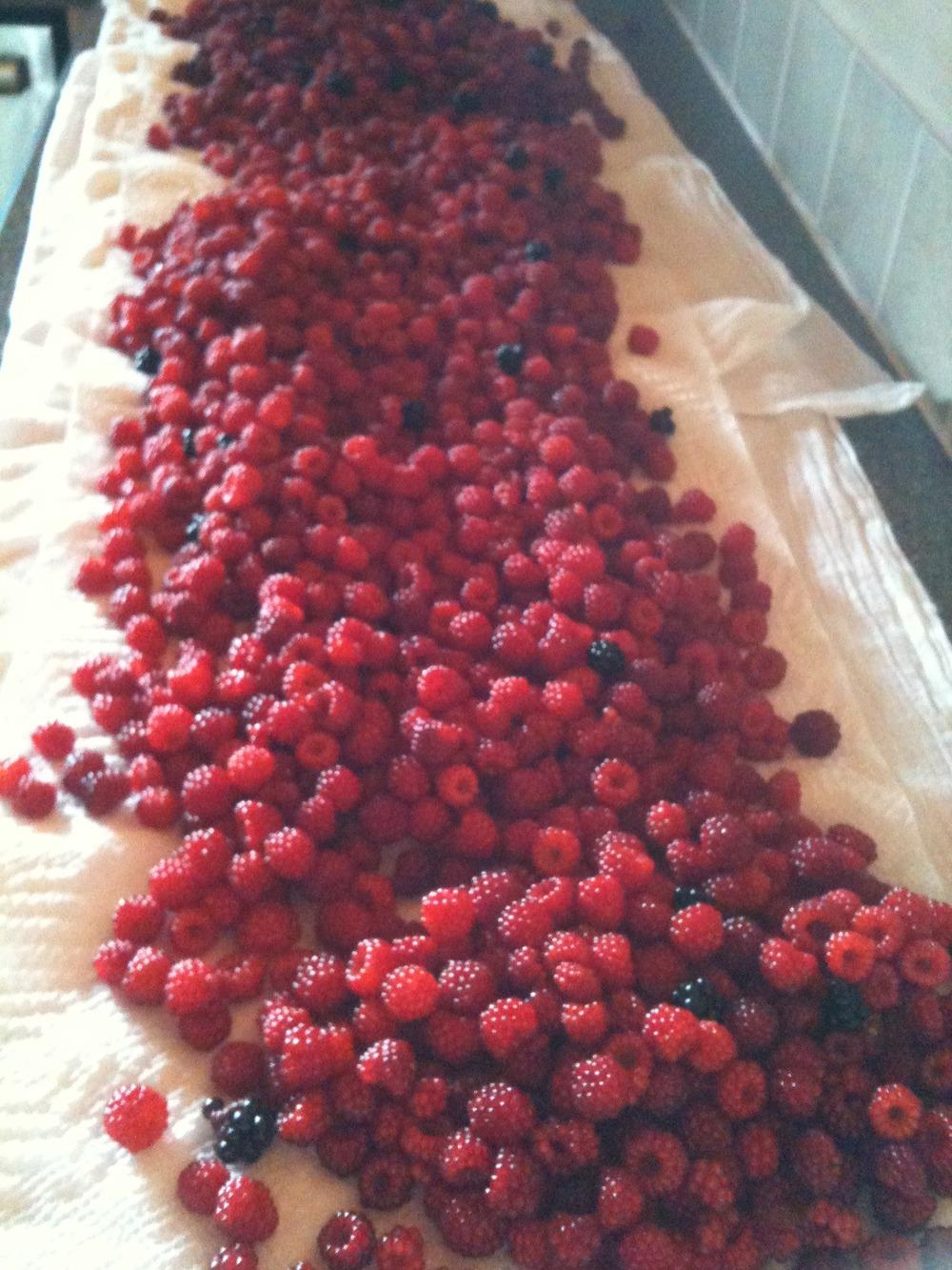 Photo of Wine Raspberry (Rubus phoenicolasius) uploaded by RaineBradford