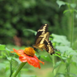 Location: East Texas
Date: 2009-09-15
Endless butterflies for months!  I love these flowers.