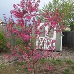 Location: Denver Metro, CO
Date: Spring 2007
Young \"clumping\" Indian Summer crabapple