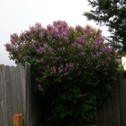 Location: Denver Metro CO
Date: Spring 2007
My \"big\" common purple lilac from the front.