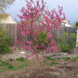 Location: Denver Metro, CO
Date: Spring 2007
Young Indian Summer Crabapple