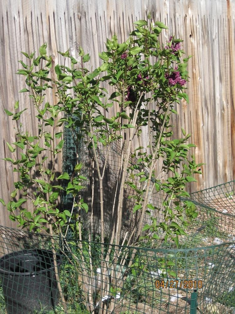 Photo of Common Lilac (Syringa vulgaris 'Charles Joly') uploaded by Skiekitty