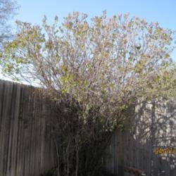 Location: Denver Metro CO
Date: 2010-04-27
Just starting to leaf out.  This is my \"big\" common lilac.